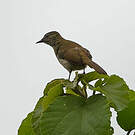 Bulbul à bec grêle