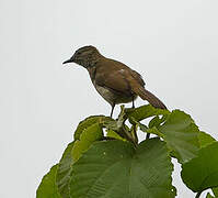 Slender-billed Greenbul