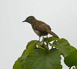 Bulbul à bec grêle