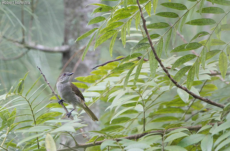 Bulbul à bec grêle