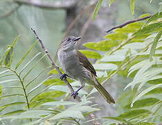 Bulbul à bec grêle