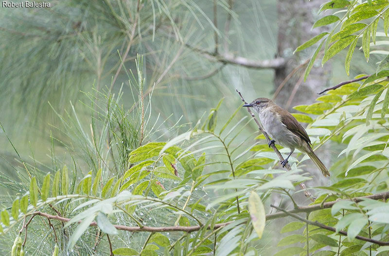 Slender-billed Greenbul