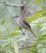 Bulbul à bec grêle