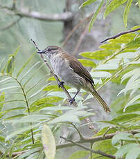 Bulbul à bec grêle