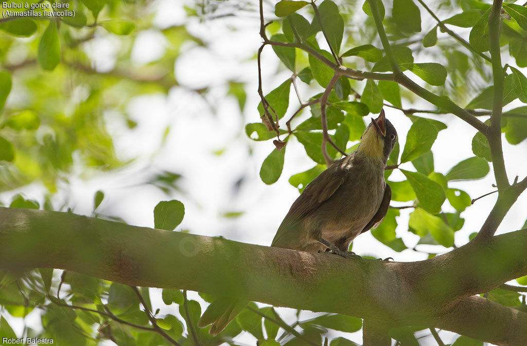 Bulbul à gorge claire