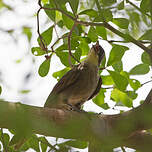 Bulbul à gorge claire