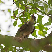 Bulbul à gorge claire