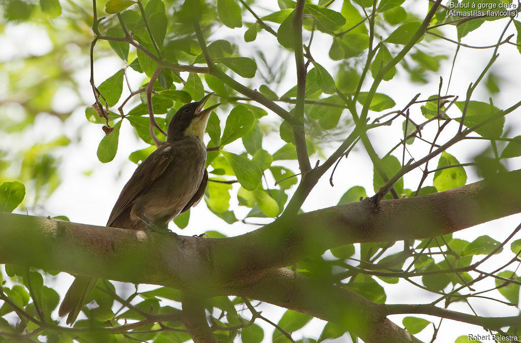 Bulbul à gorge claire