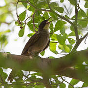 Bulbul à gorge claire