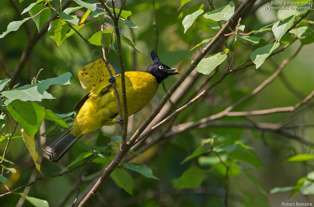 Bulbul à huppe noire