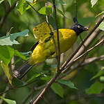 Bulbul à huppe noire