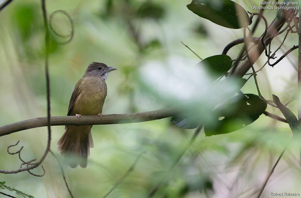 Bulbul à joues grisesadulte