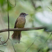 Grey-cheeked Bulbul