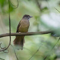 Bulbul à joues grises