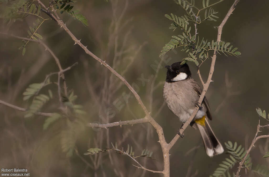 White-eared Bulbuladult, identification