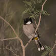 Bulbul à oreillons blancs