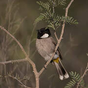 White-eared Bulbul