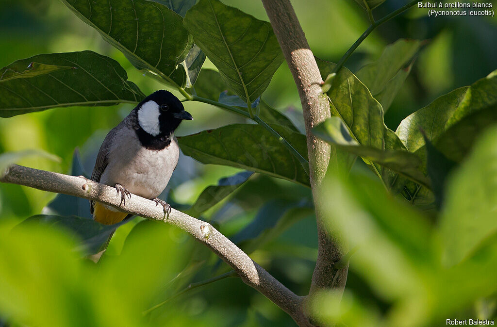 Bulbul à oreillons blancs