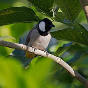 Bulbul à oreillons blancs