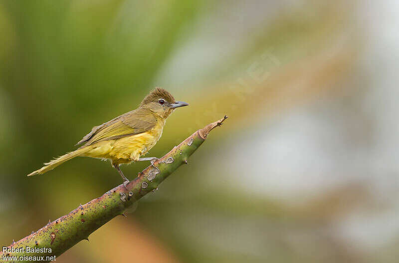 Bulbul à poitrine jaune, identification