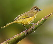 Yellow-bellied Greenbul