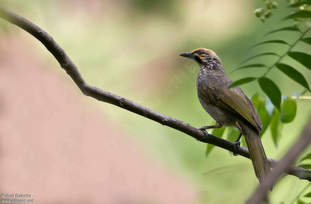 Bulbul à tête jauneadulte, identification