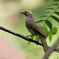 Bulbul à tête jaune