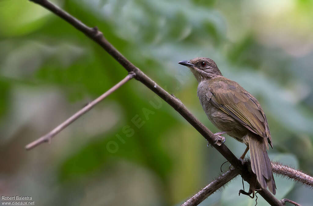 Bulbul aux ailes oliveadulte, identification