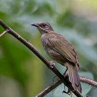 Bulbul aux ailes olive