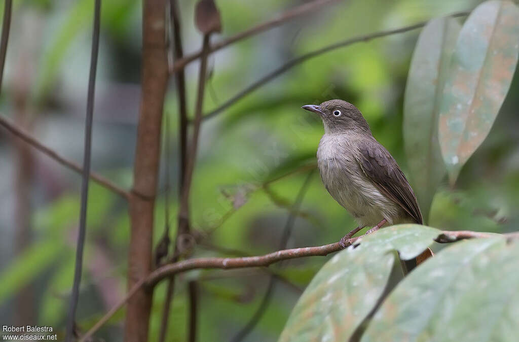 Bulbul aux yeux blancsadulte, identification