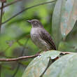 Bulbul aux yeux blancs