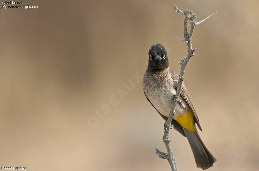 Bulbul brunoir