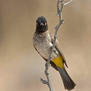 African Red-eyed Bulbul