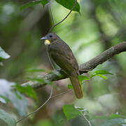 Western Bearded Greenbul