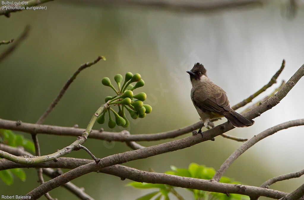 Bulbul cul-d'or