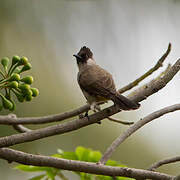 Sooty-headed Bulbul