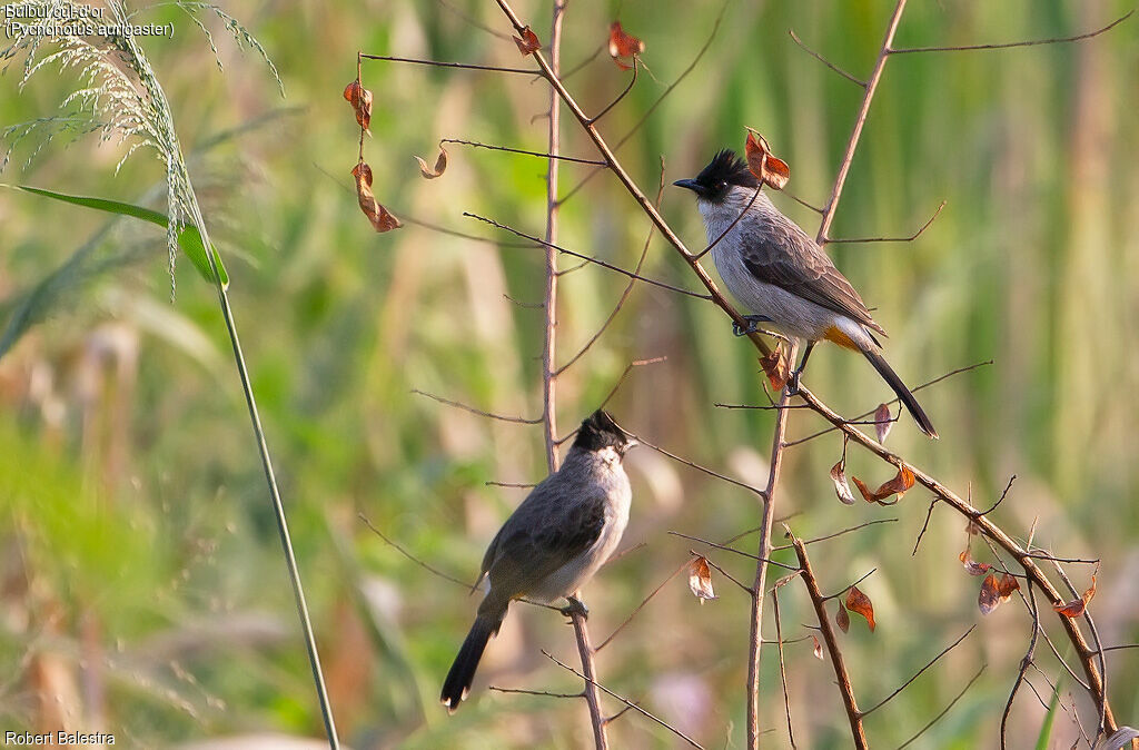 Bulbul cul-d'or