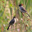 Bulbul cul-d'or