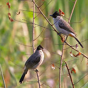 Sooty-headed Bulbul