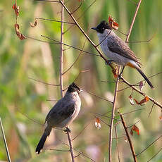 Bulbul cul-d'or