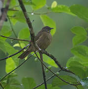 Ansorge's Greenbul