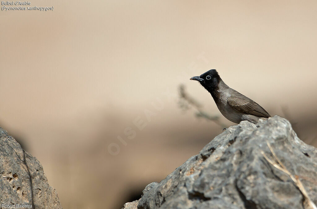 Bulbul d'Arabie