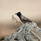 Bulbul d'Arabie