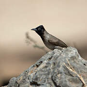 Bulbul d'Arabie