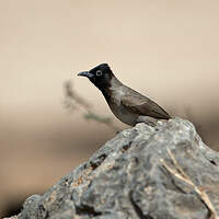 Bulbul d'Arabie