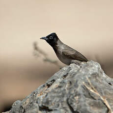 Bulbul d'Arabie