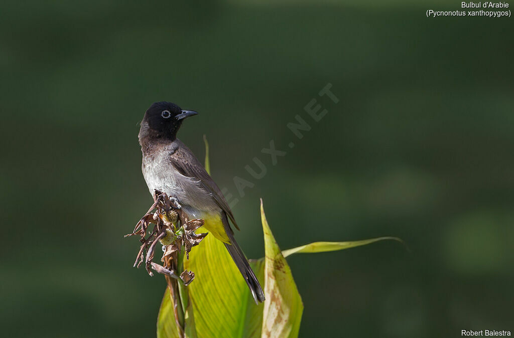 Bulbul d'Arabie