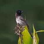 Bulbul d'Arabie