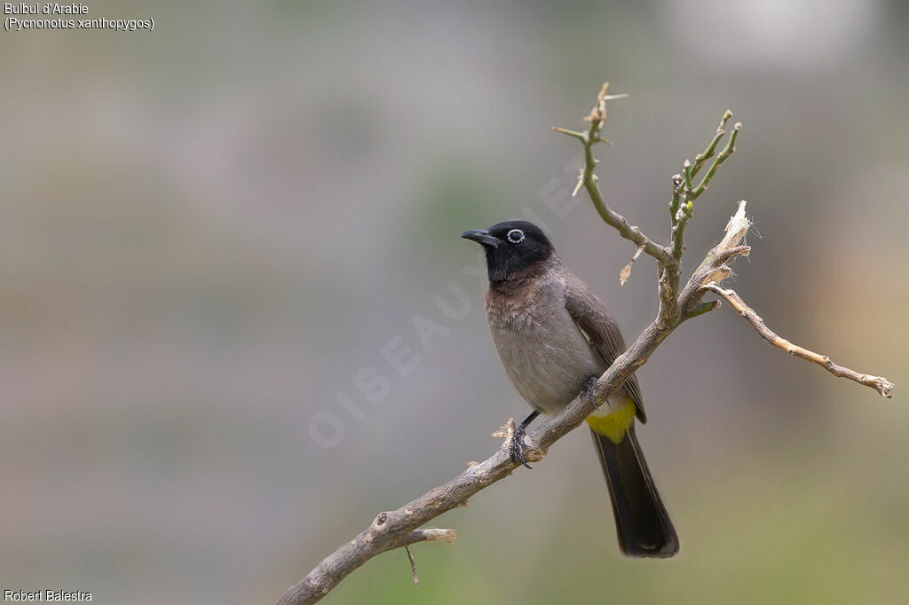 Bulbul d'Arabie