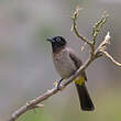 Bulbul d'Arabie